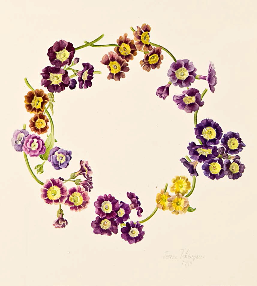 Jessica Tcherepnine created this wreath of favourite ariculas for me.