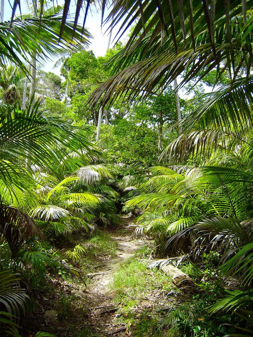 Howea forsteriana, Kentia palm, is unique to this island and sold to the world.