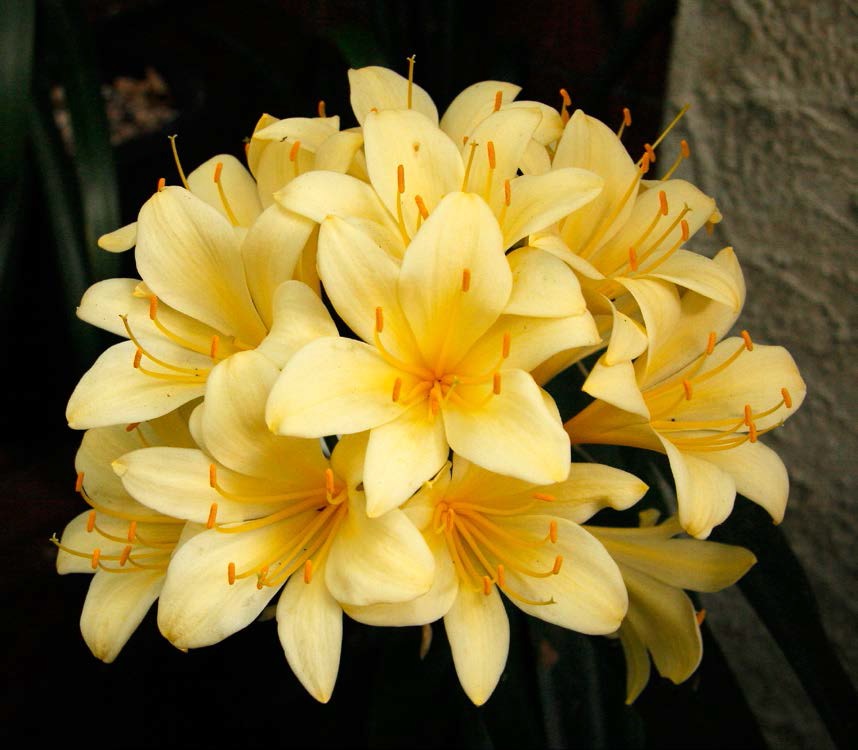 Clivia, today, come in a wide range of colours and forms. Sir John Thuron is above.  ©Keith Hammett
