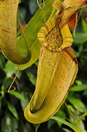 The curious Nepenthes, or pitcher plant, is widespread through Asia. It is a carnivore, consuming insects and small rodents which seek nectar and drop into its toxic reservoir.