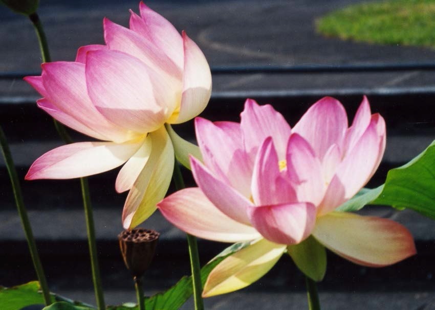 The almost luminous blooms of the lotus, Brooklyn Botanic Gardens.